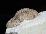 Crawling Lochovella (Reedops) Trilobite #1889-1